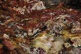 Colorful Polished Petrified Wood Slab - Cherry Creek, NV #302134-1